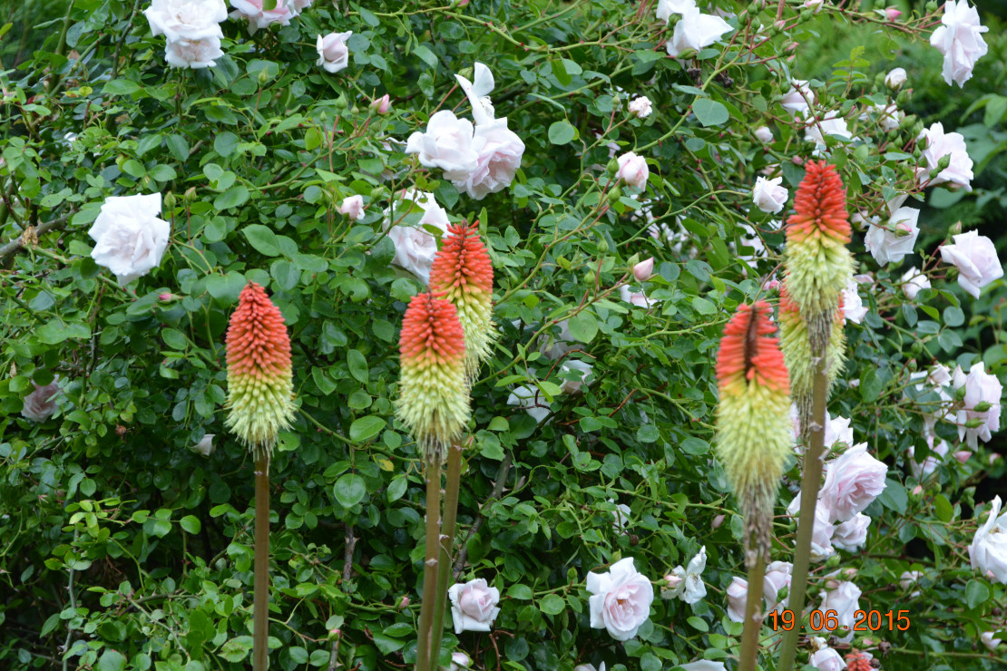 trytomy nie odstępują jej ani na chwilę..
