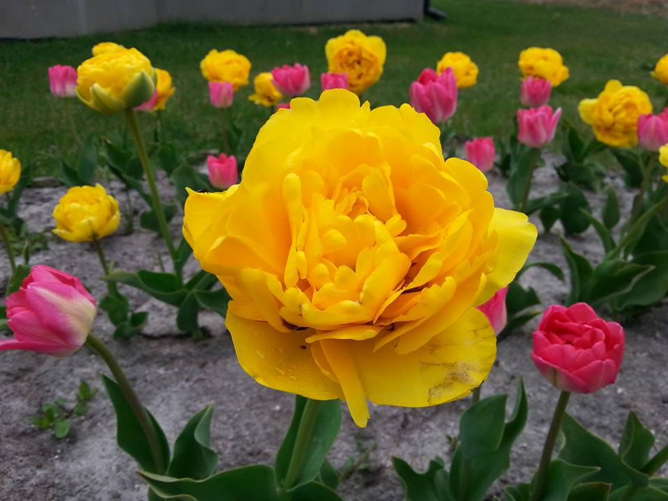 tulipany