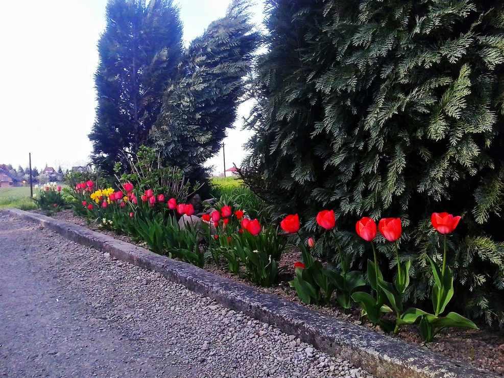 Tulipany 