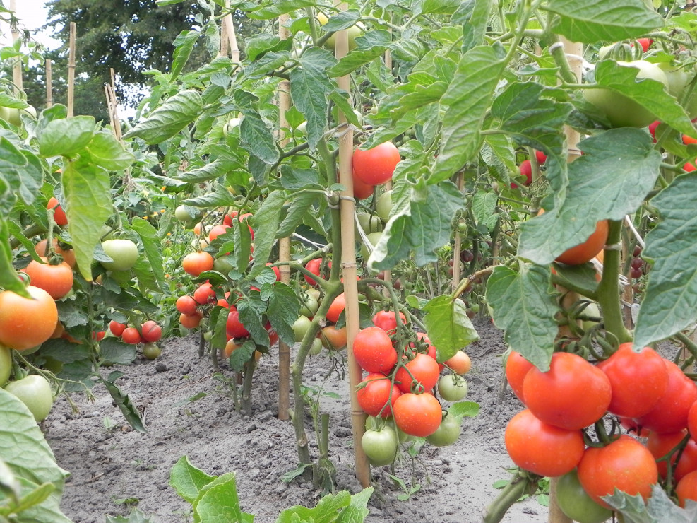 Tyczki bambusowe podporą plantacji pomidorów