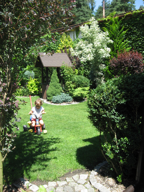 Wejście do ogrodu z boku domu, po lewej stary berberys a po prawej bukszpan