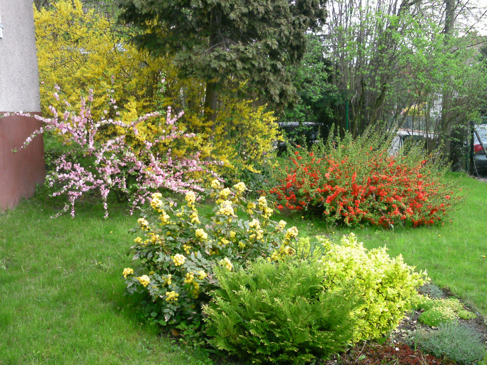 Wiosną przed domem rozkwita mahonia, pigwowiec, forsycja i migdałek.