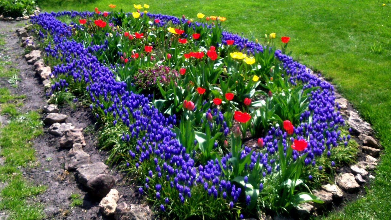wiosna, tysiące szafirków, tulipany