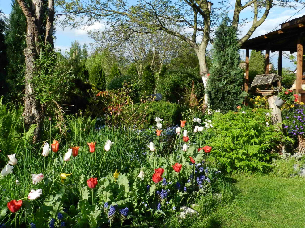 Wiosną w ogrodzie kwitną cebulowe-krokusy,szafirki,tulipany i czosnki ozdobne.Są objawieniem po zimowej nostalgii