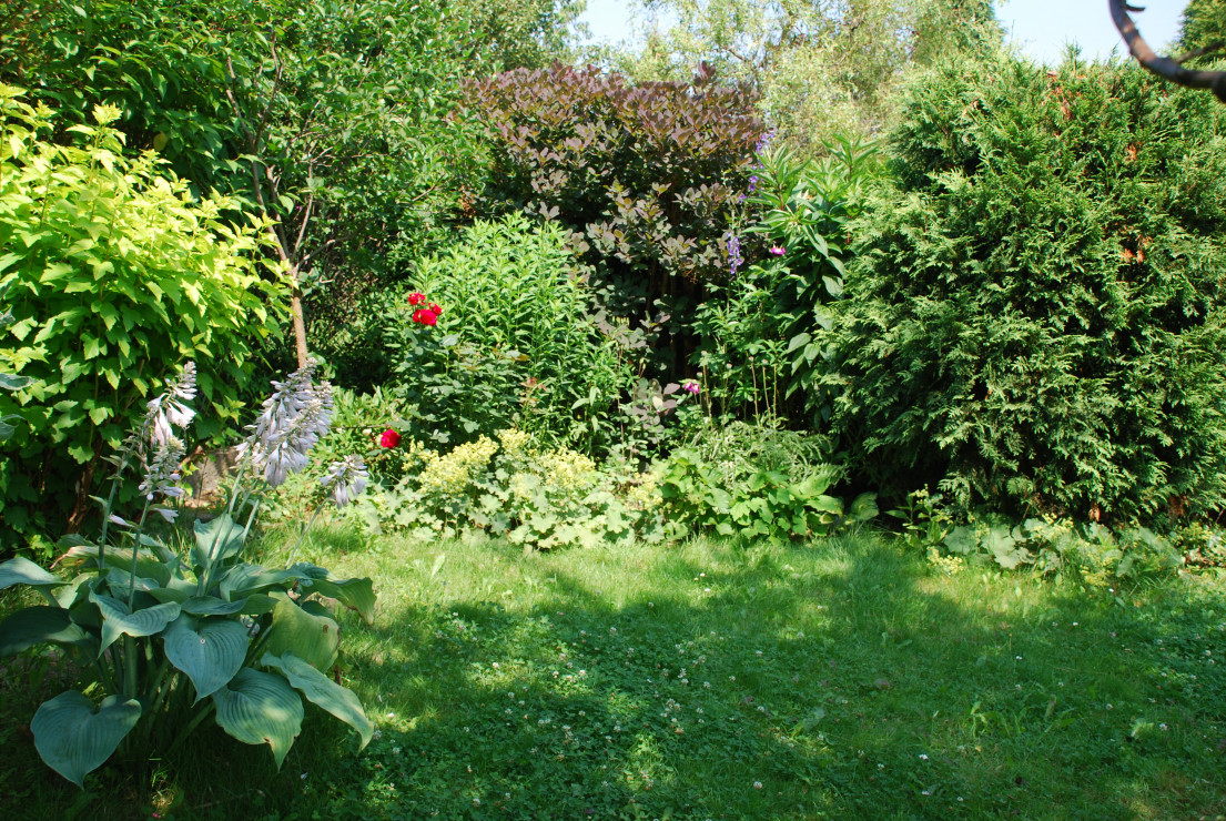 Wszak chronią nas krzewy