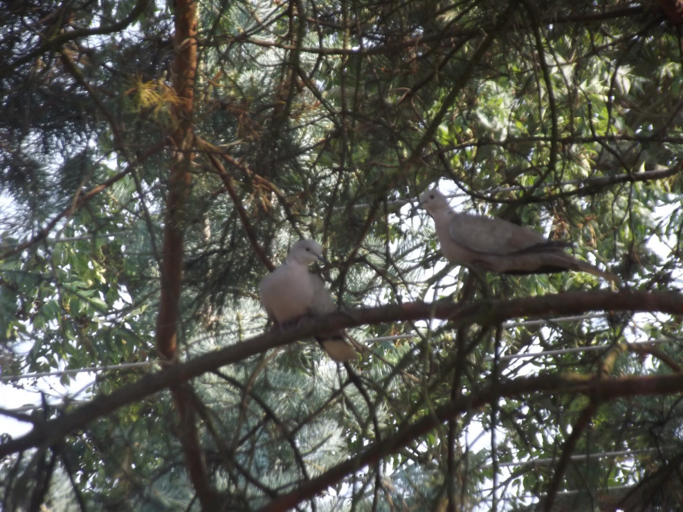 Zadomowione gołębie siwe. 