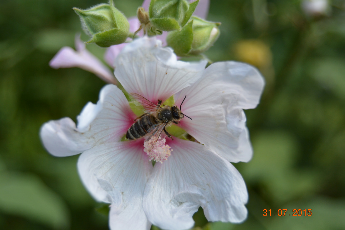 zaprosiłam do ogrodu osy..