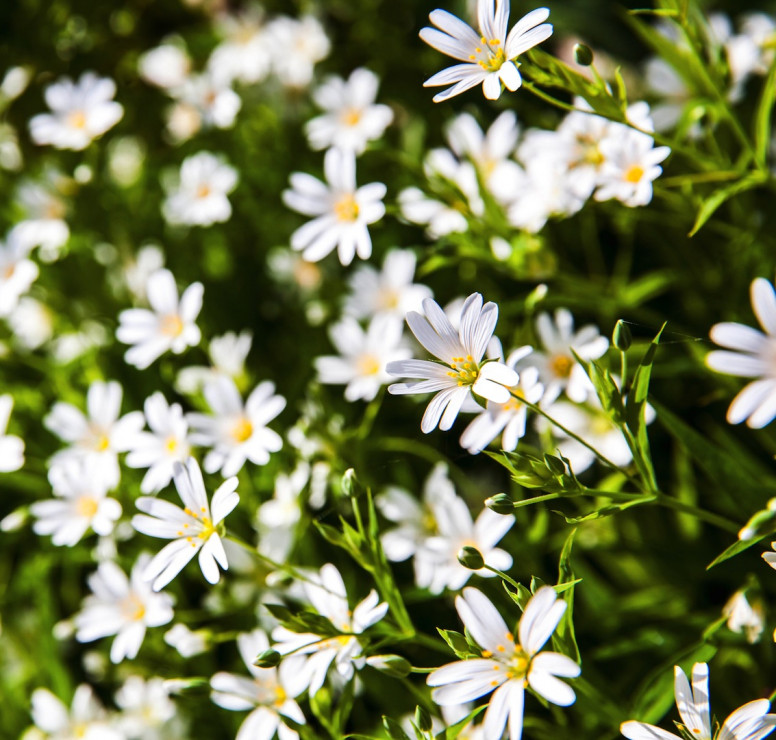 Zawilce, piękne rośliny o niskich wymaganiach świetlnych (zdj.: Fotolia.com)