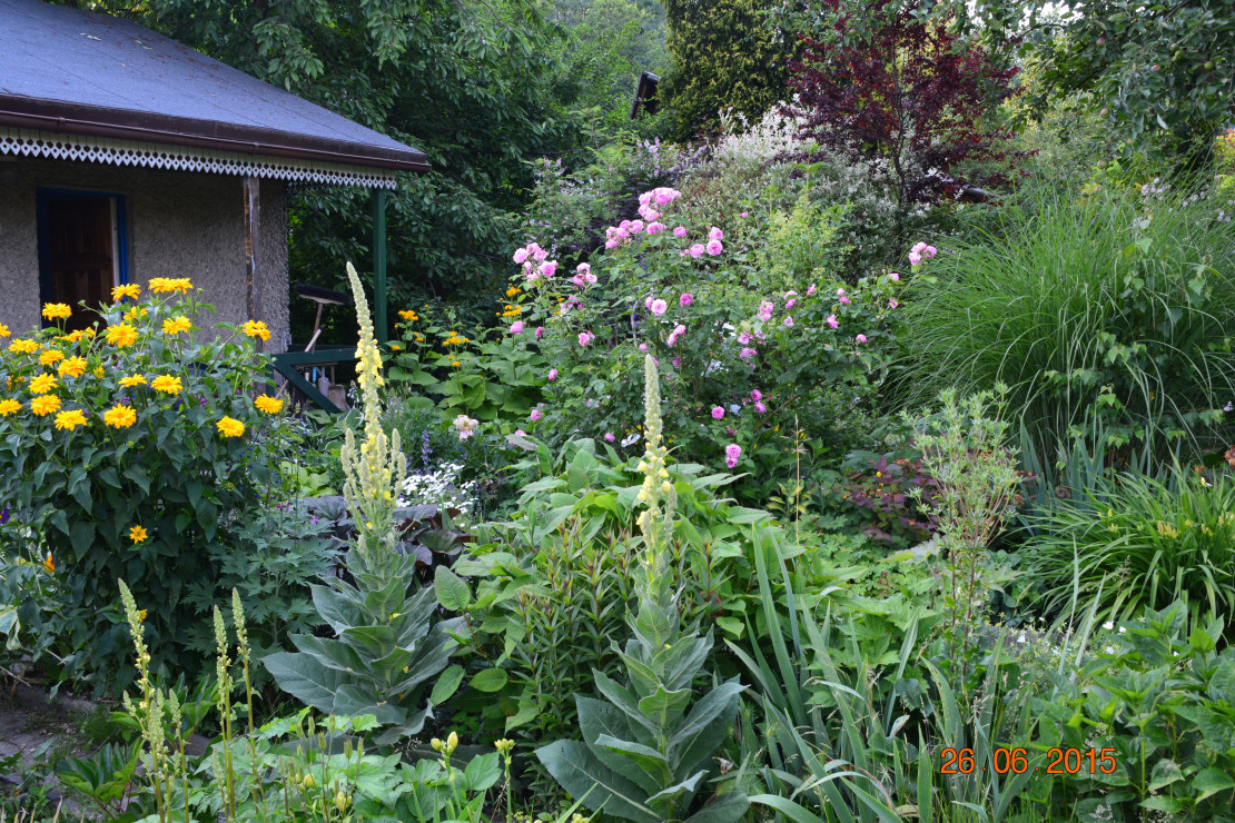 zawsze jakieś dziewanny wproszą się do ogrodu