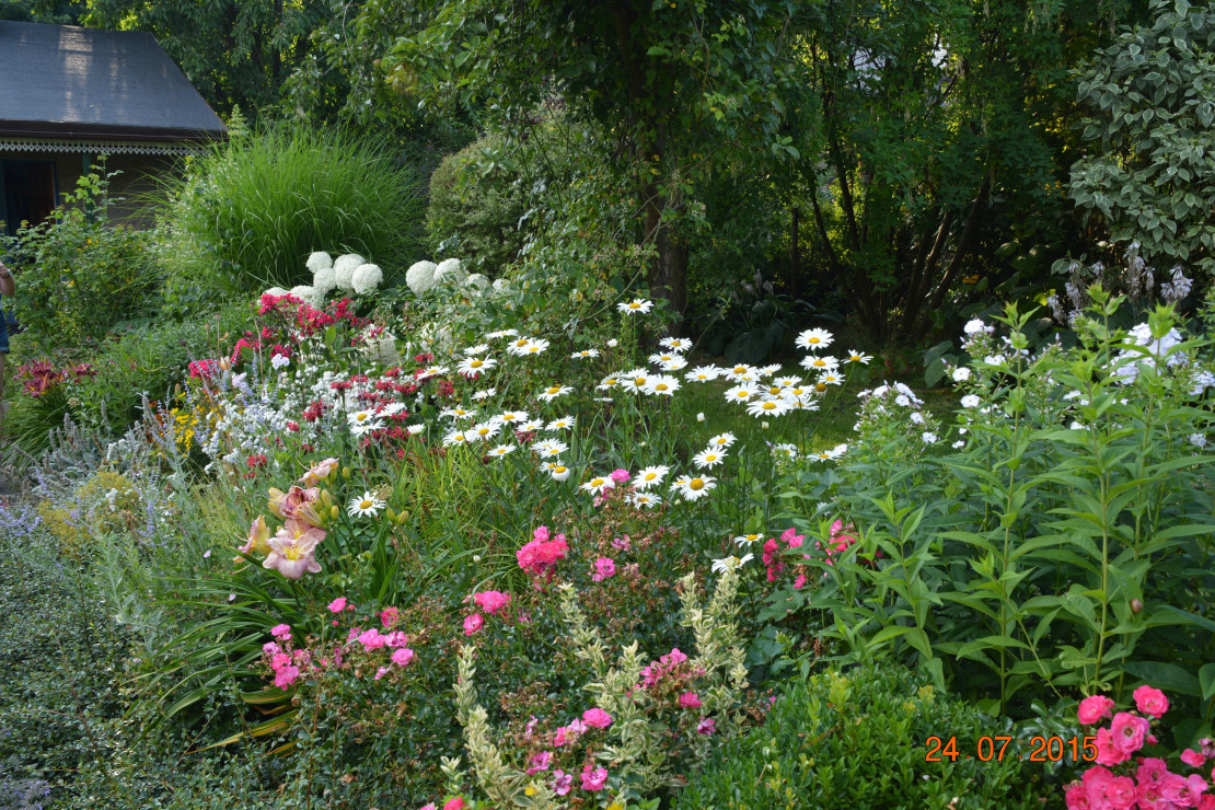 złocienie bujają się nad kwiatami