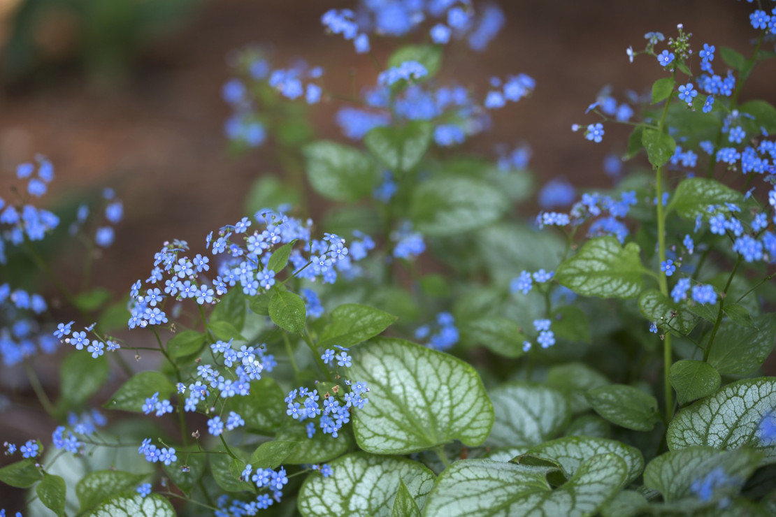 Brunnera wielkolistna Brunnera macrophylla ‘Variegata’ (zdj.: Fotolia.com)