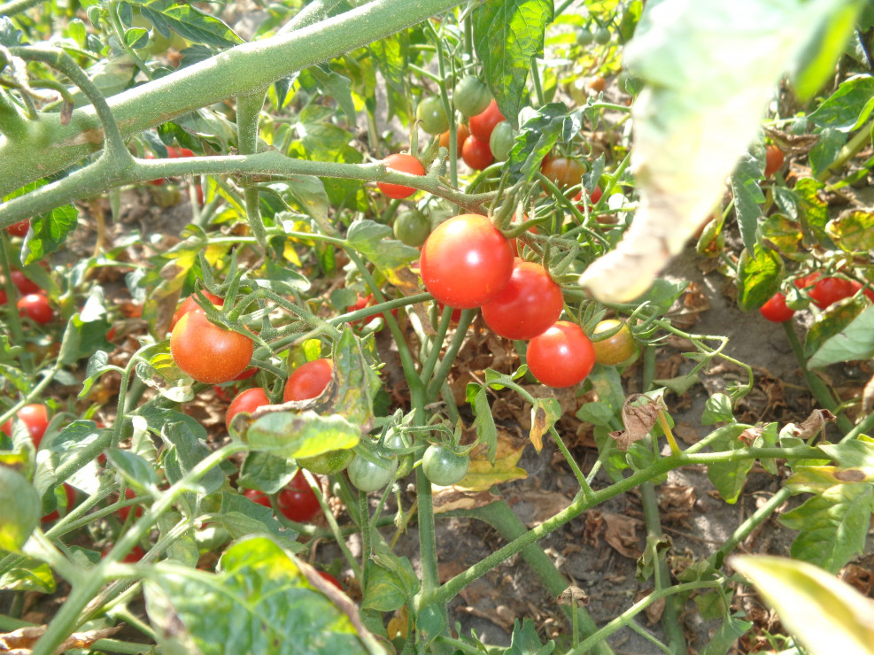 Ciągle mamy dorodne pomidory. 