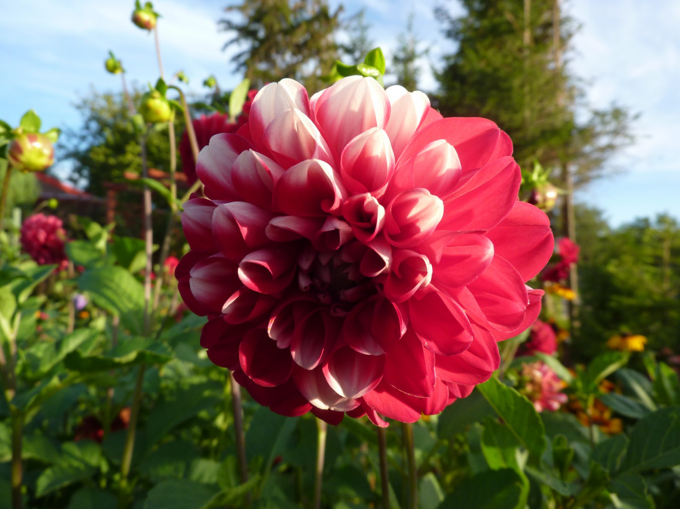 Dalia