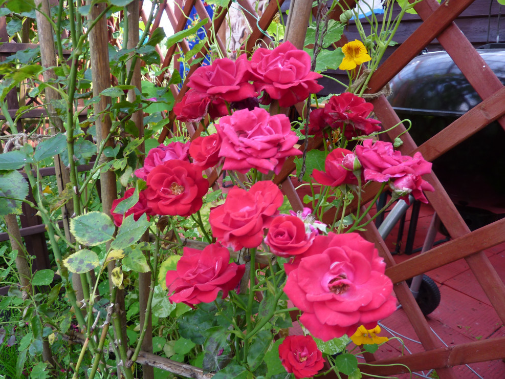 Róża pnąca kwitnie przepięknie od połowy czerwca do końca lipca. 