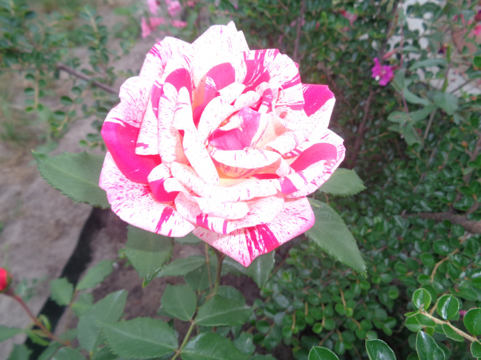 Wspaniała róża wielkokwiatowa . 