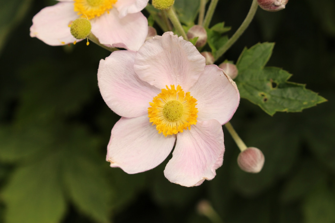 Zawilec Pajęczynowaty Anemone tomentosa (zdj.: Fotolia.com)