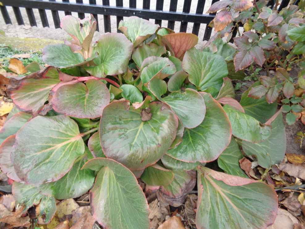 Bergenia sercowata.