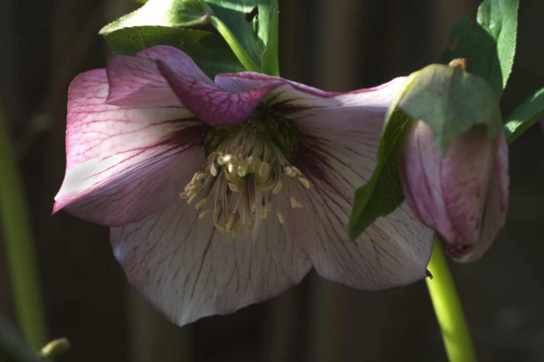 Ciemiernik Wschodni Helleborus orientalis (zdj.: Fotolia.com)