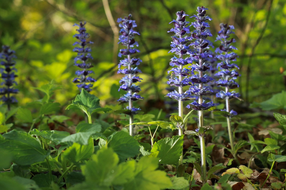 Dąbrówka Rozłogowa Ajuga reptans (zdj.: Fotolia.com)