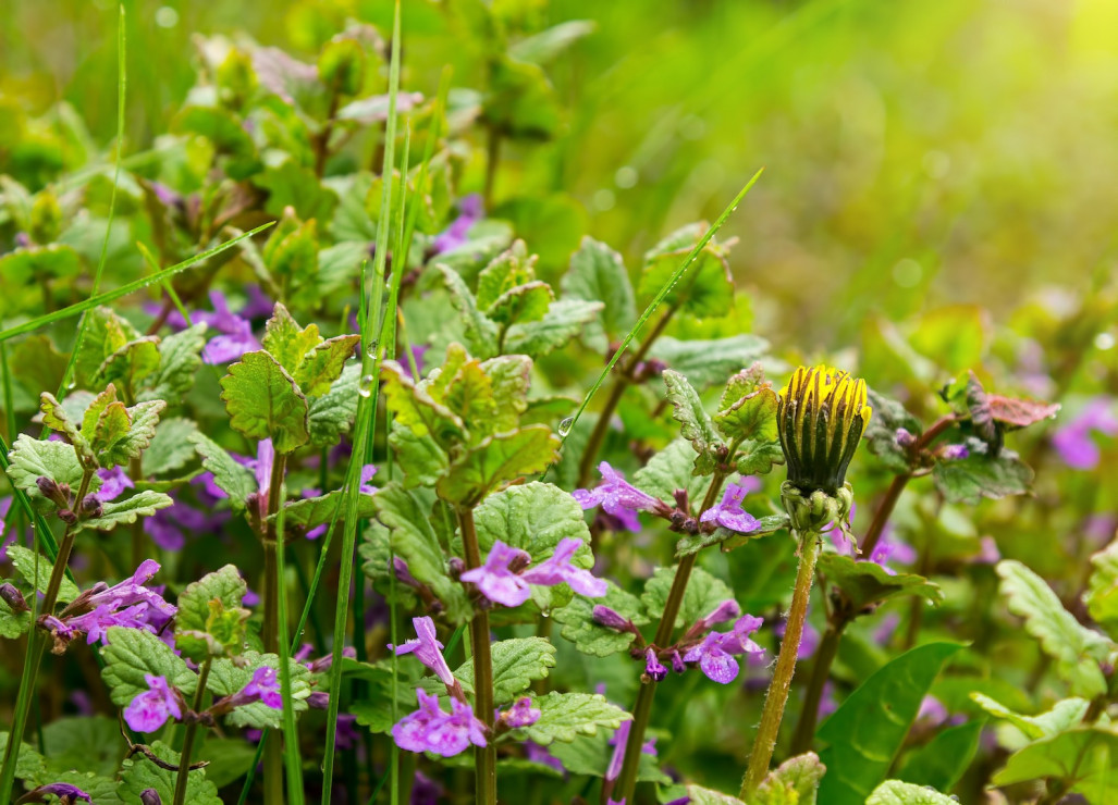 Jasnota plamista Lamium maculatum (zdj.: Fotolia.com)