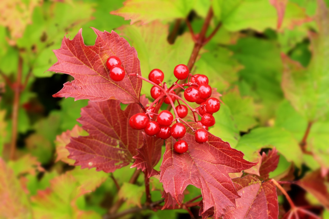 Kalina japońska Viburnum plicatum (zdj.: Fotolia.com)