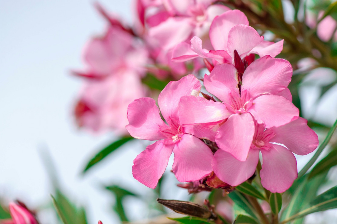 Oleander pospolity Nerium oleander  (zdj.: Fotolia.com)