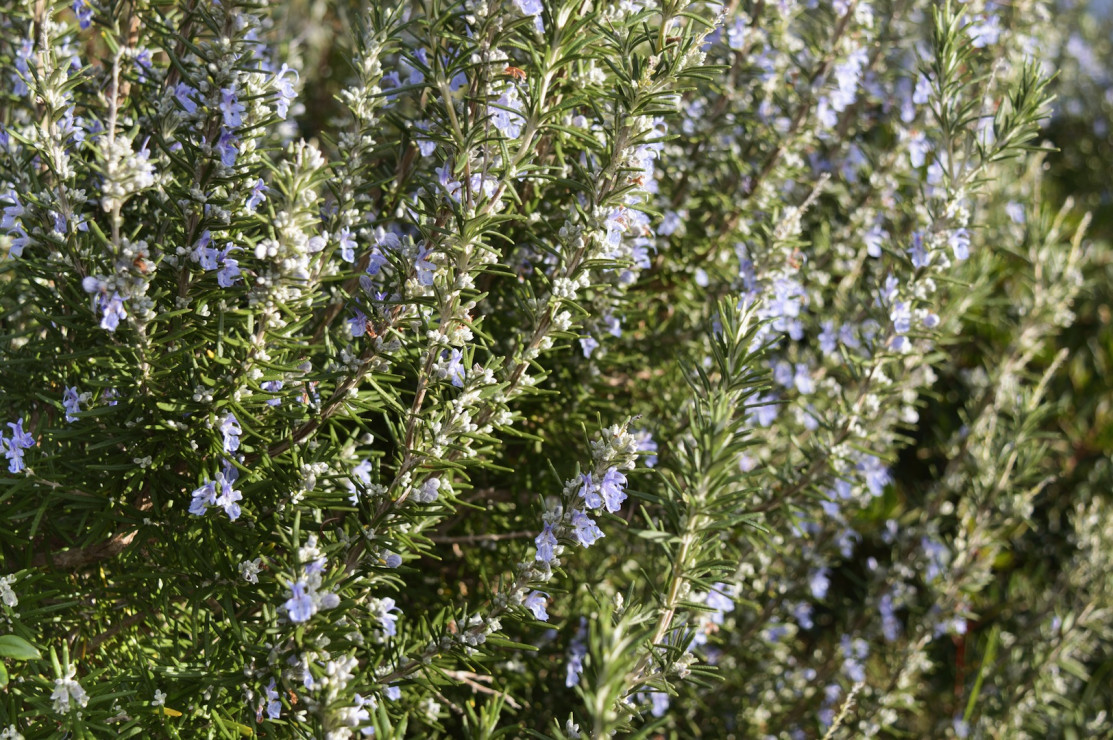 Rozmaryn rosmarinus officinalis (zdj.: Fotolia.com)