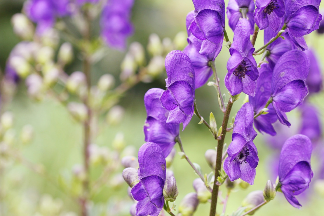 Tojad Aconitum napellus (zdj.: Fotolia.com)