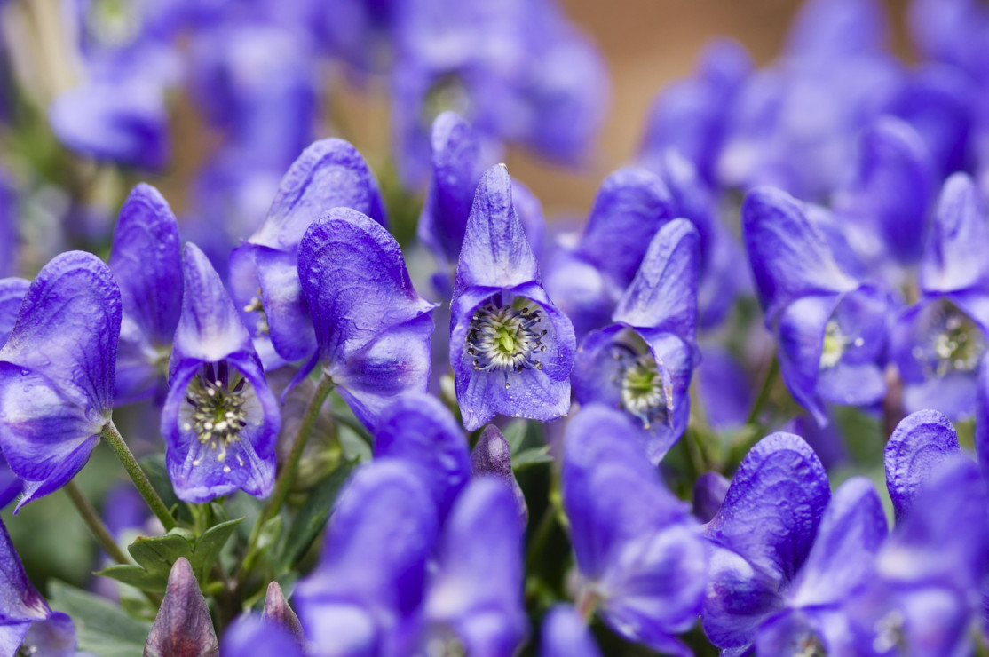 Tojad Aconitum napellus (zdj.: Fotolia.com)