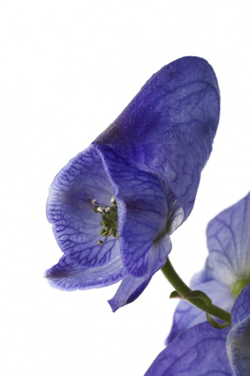 Tojad Aconitum napellus (zdj.: Fotolia.com)