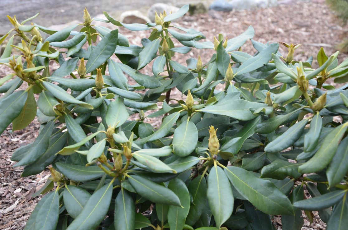 Azalie - inaczej  Rhododendron -to długowieczne krzewy ogrodowe o miękkich, lekko owłosionych liściach. Ich główną ozdobą są jednak piękne kwiaty. Rośliny te potrzebują kwaśnego, próchnicznego podłoża. Ważne jest także, aby było wilgotne.