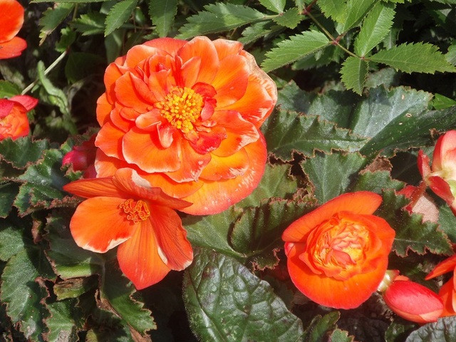 Begonia bulwiasta -  to roślina wieloletnia nie zimująca w gruncie (bylina) należąca do rodziny begoniowatych. Rośliny objęte tą nazwą powstały w wyniku krzyżowania wielu gatunków pochodzących z Ameryki Południowej, a także z Andów.