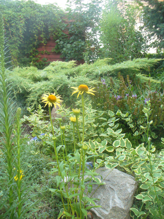 echinacea w odmianie żółtej