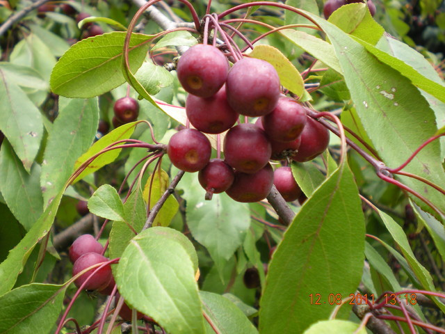 Jabłoń  rajska -   gatunek drzewa z rodziny różowatych. Występuje w klimacie umiarkowanym w południowej Europie, na Kaukazie. Jest gatunkiem niezwykle zmiennym, polimorficznym, często dzielonym na wiele podgatunków i odmian.
