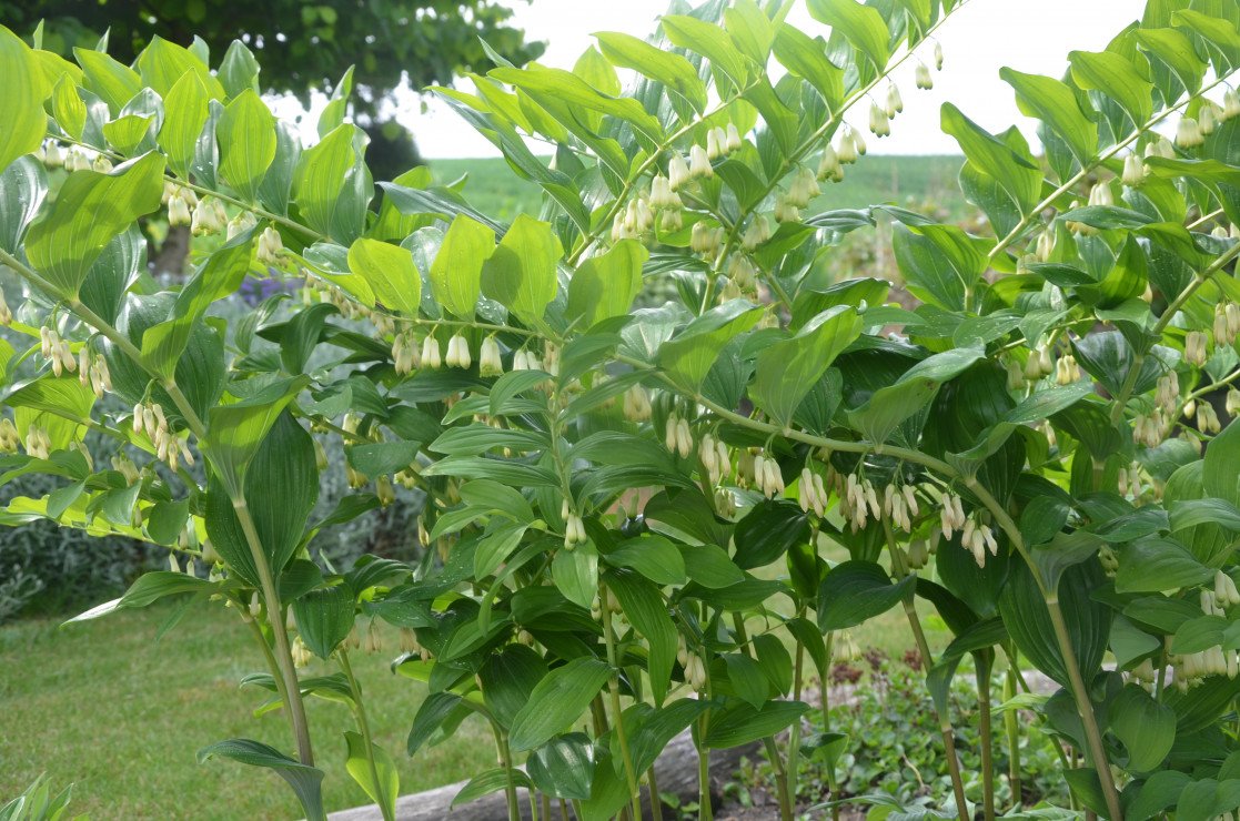 Kokoryczka wielokwiatowa -  to mrozoodporna bylina należąca do rodziny liliowate Rośnie dziko w cienistych lasach prawie całej Polski. Roślina osiąga 60–100 cm wysokości. Ma przewieszające się łodygi, które w dolnej części są bezlistne.