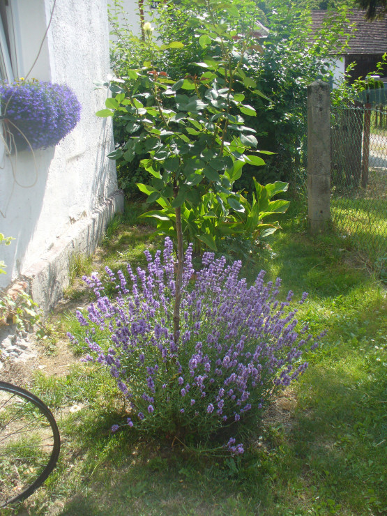 lawenda i lobelia