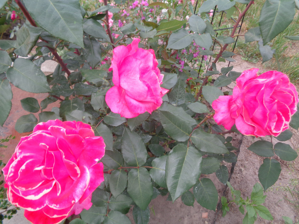 Pierwsza róża o cudnej barwie. 