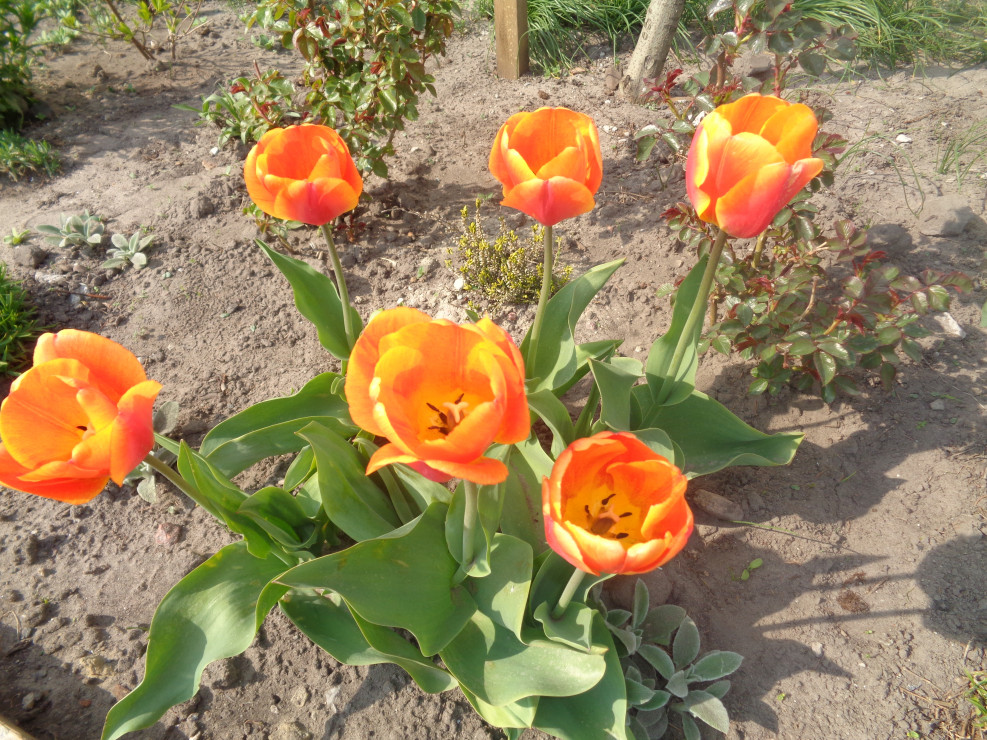 Pierwsze tulipany które zakwitły. 