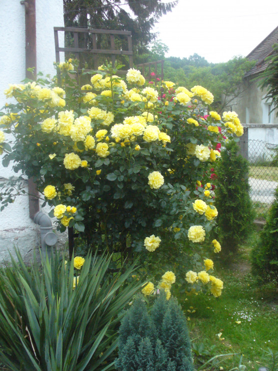 pnąca żółta