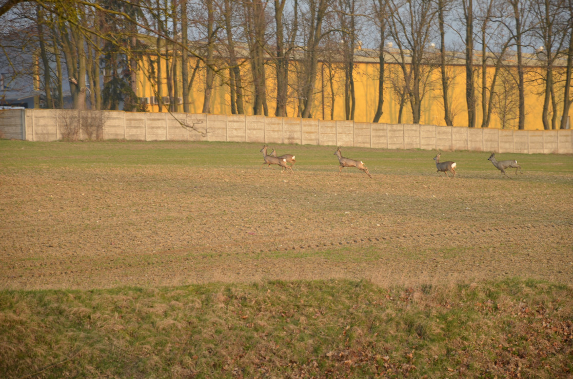 Spłoszone i wystraszone :)
2016 r.