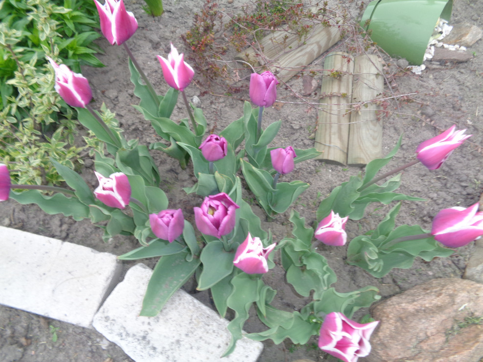 To moje ulubione tulipany .