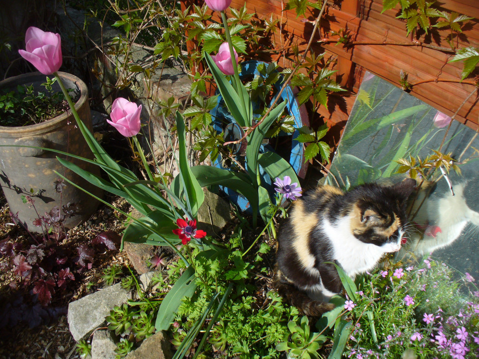 tulipany, anemon i kot