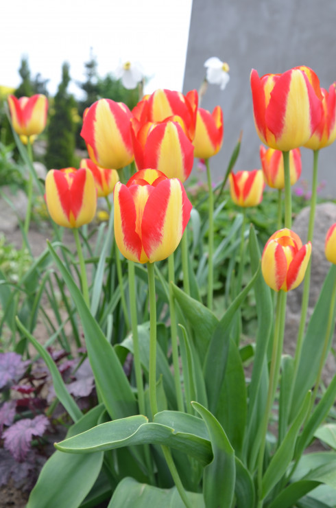 Kolorowe tulipany :)