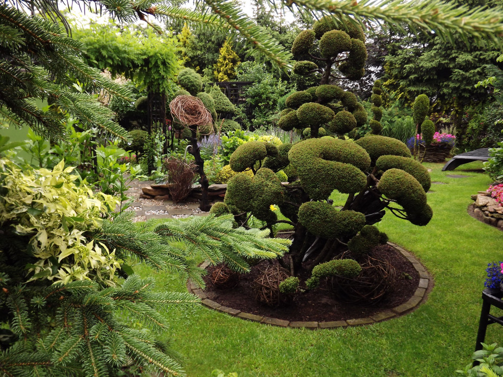 Niwaki, czyli ogrodowy bonsai, moja wielka duma.