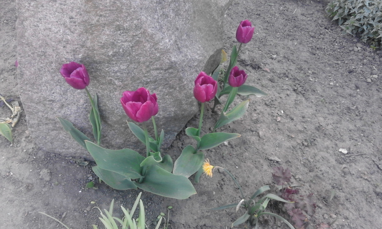 Tulipany w kolorze ciemnego fioletu :)