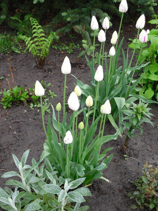 Tulipany