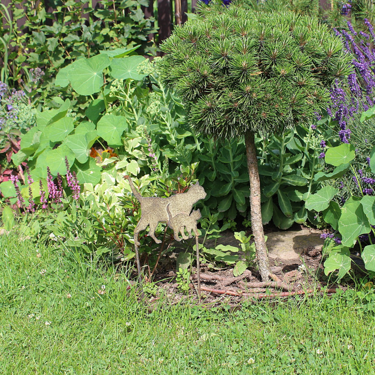 A to moja sosenka, która rośnie w tzw. kociej alei.  Znajdują się też tutaj takie roślinki jak: kocimiętka, szałwia, miskant oraz nasturcja. 