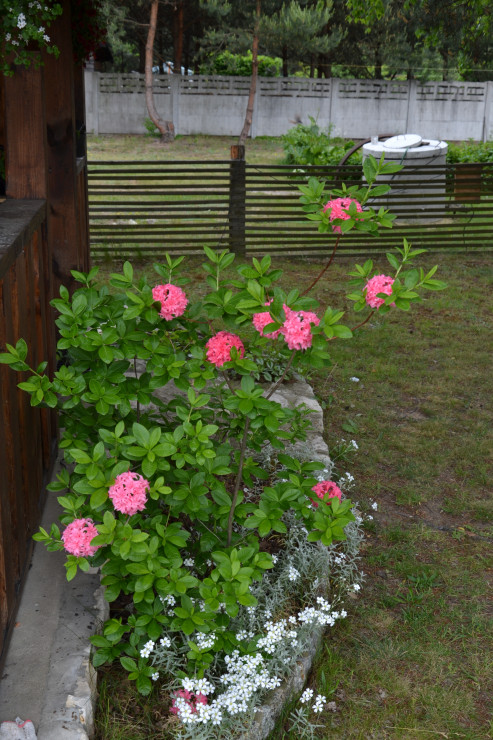 Azalia 'Homebush'