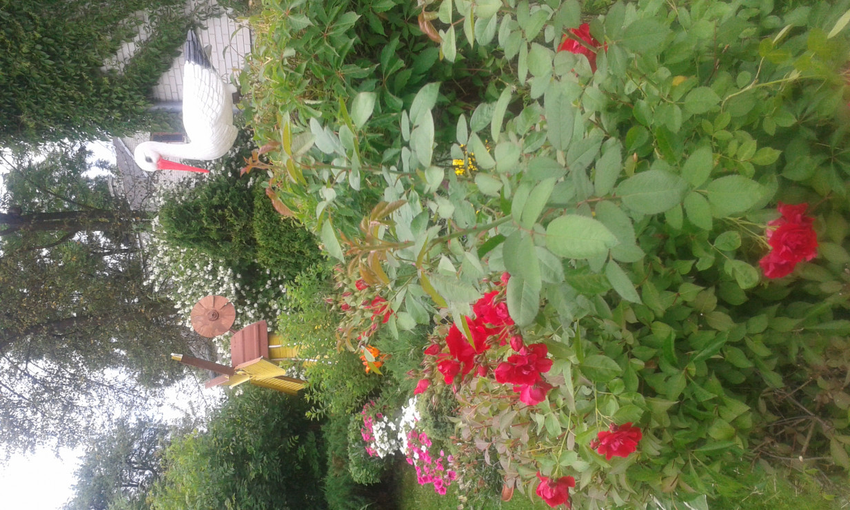 Glowny element ogrodowego zakatka sztuczny bocian oraz piekna pnaca czerwona roza.