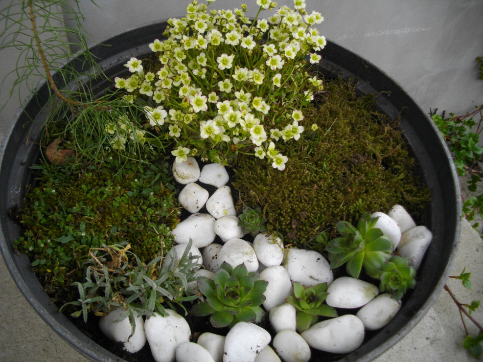 Mini ogródek